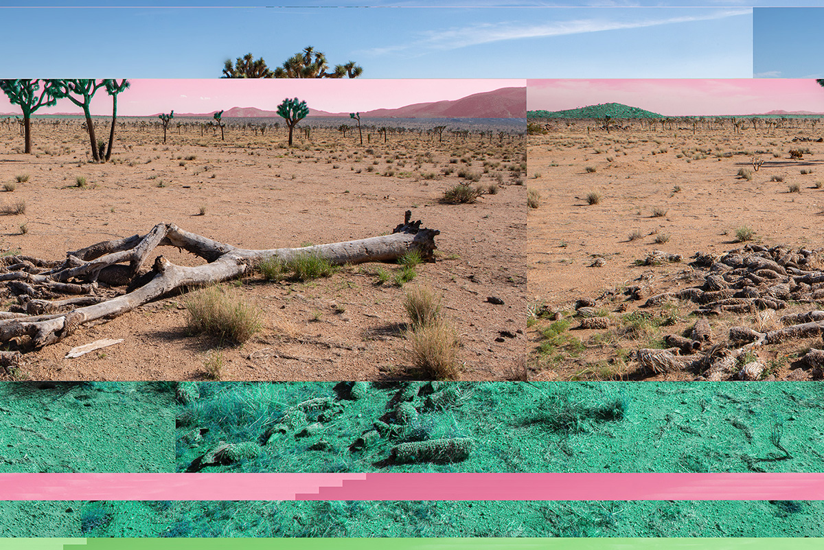 Joshua_Tree_hack_2_KP