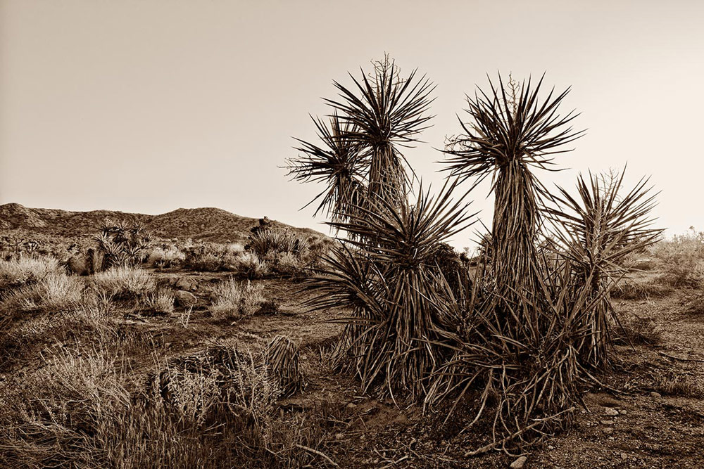 Mohave_Yucca_1000px